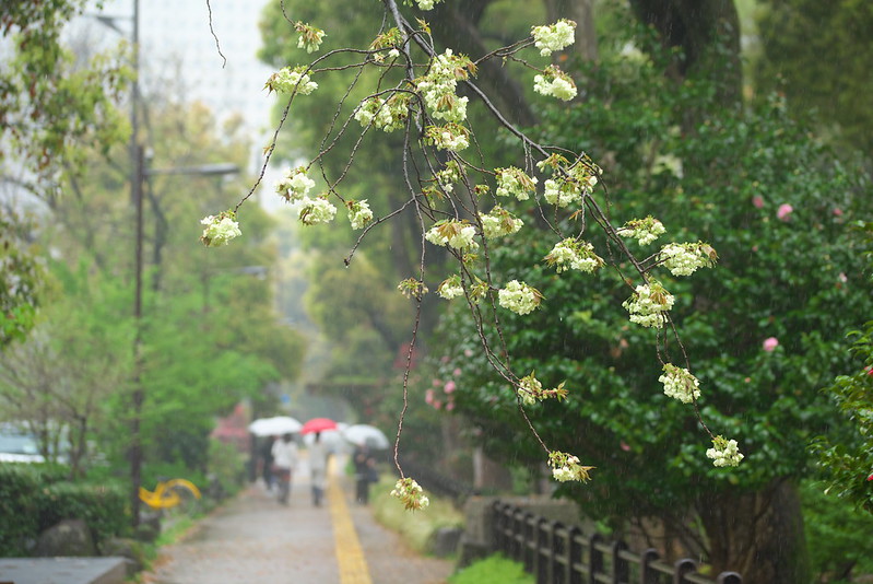 東京路地裏散歩 雨の日比谷公園 2016年4月7日