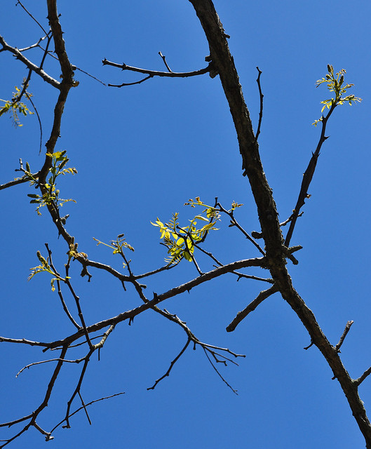 Robinia pseudoacacia (2)