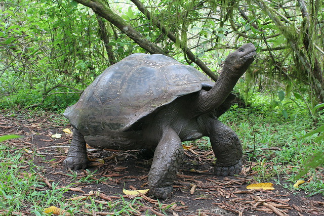 Galápagos-2016. Tortuga terrestre gigante