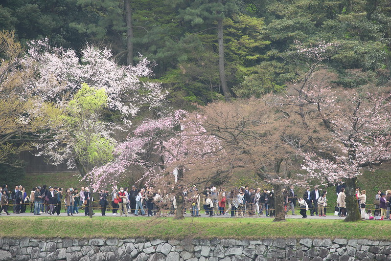 東京路地裏散歩 皇居の桜 2016年3月31日