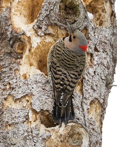 male pennsylvania northernflicker yellowshafted colaptesaurates bradfordcounty