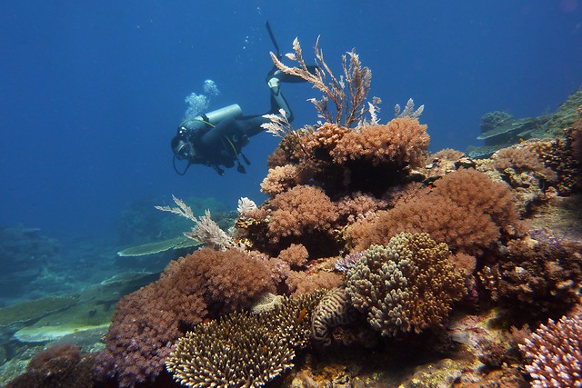 Scuba Diving in Honda Bay