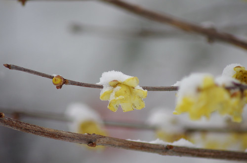 flowers winter snow nature japan 中津市 大分県 ōitaken nakatsushi