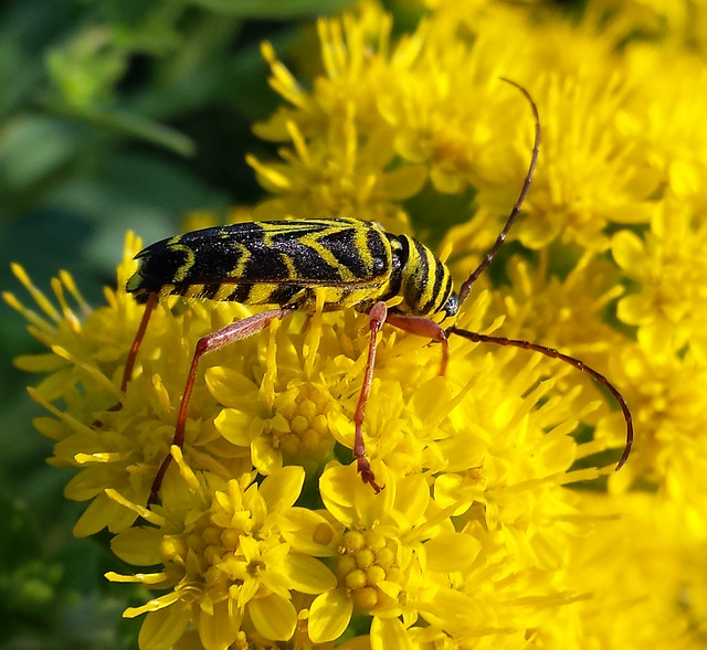large beetle with black and yellow stripes around its entire body and head, with long red legs