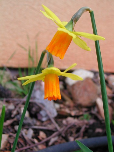 Narcissus 'Jet Fire'