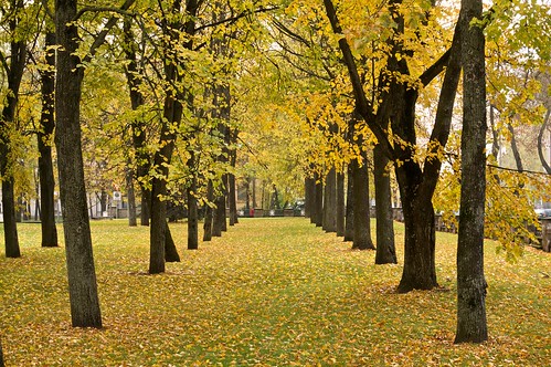 park trees