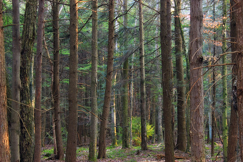 trees winter nature forest hiking pennsylvania creativecommons poconos coniferous headwaters waynecounty hemlocks tsugacanadensis easternhemlocks hemlockpalustrineforest westforklehighriver stategameland312 stategamelands312 sgl312