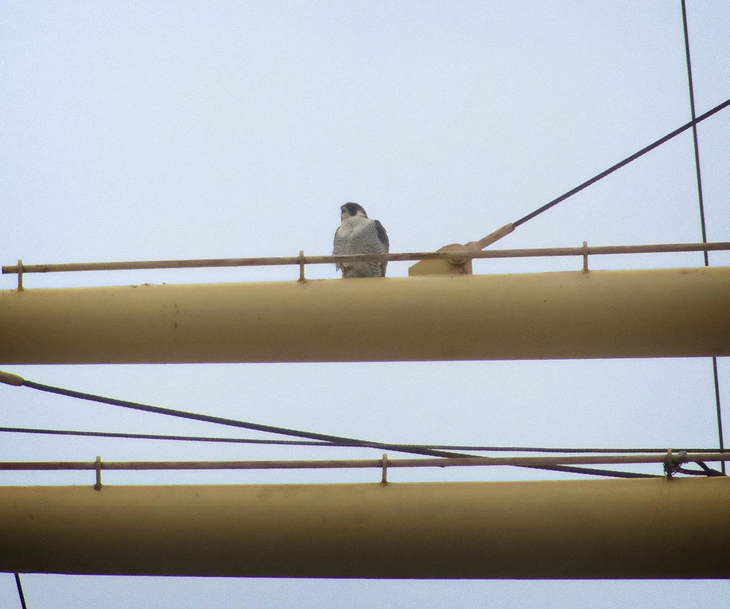 Female falcon atop the Peking