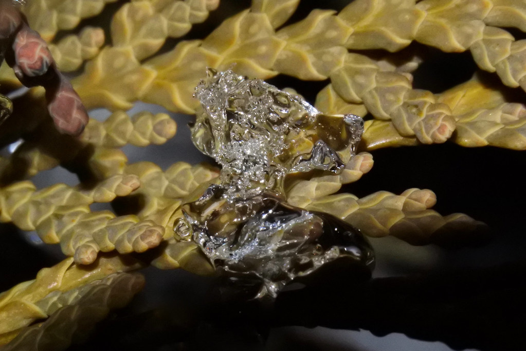 Ice on juniper leaves