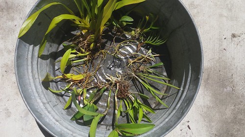 Epiphytic Trial By Neighbor B
