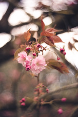 Cherry blossom - Photo of Belmont