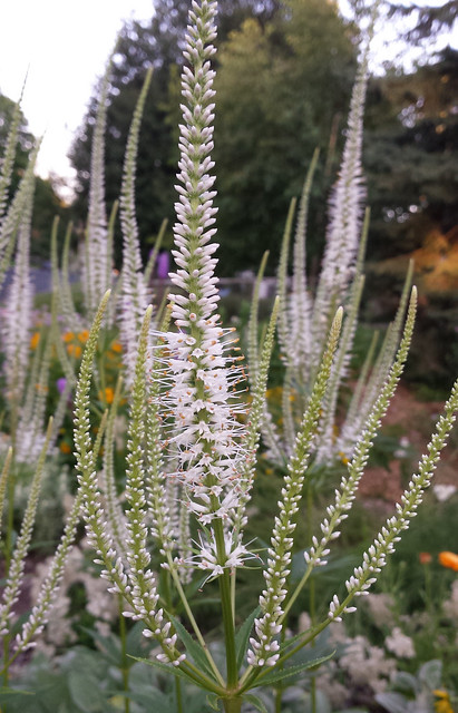 six clusters of tall white spikes
