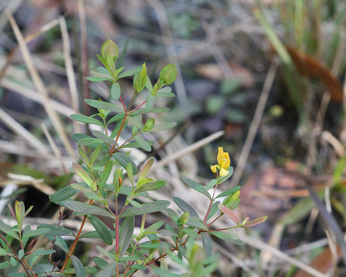 centralflorida floridanativewildflowers seminoleranchconservationarea taxonomy:binomial=hypericumhypericoides marykeim