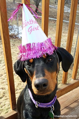 #FirstBirthday #dogtoy #BirthdayGirl #DobermanPuppy #DogBirthday #AdoptDontShop #LapdogCreations ©LapdogCreations