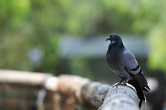 Common Rock Dove | Bunbury Wildlife Park, Western Australia