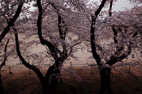 内野の桜 2016