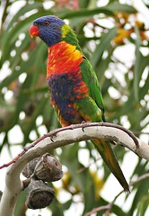 Rainbow Lorikeet - Dampier Park, Kallaroo, Perth, Western Australia