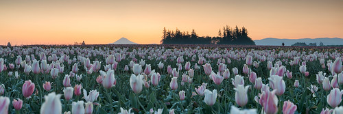 flowers panorama field sunrise dawn tulips mthood woodenshoetulipfarm