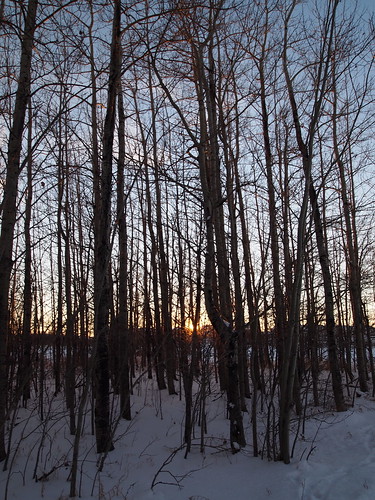 trees winter sunset snow canada field silhouette rural afternoon branches hiver champs arbres alberta neige campagne aprèsmidi coucherdesoleil décembre morinville december2015