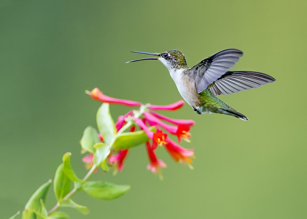 hummingbird1x-2