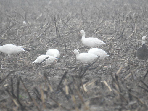 indiana waterfowl snowgeese rogo tombecker rosssgoose gibsoncounty