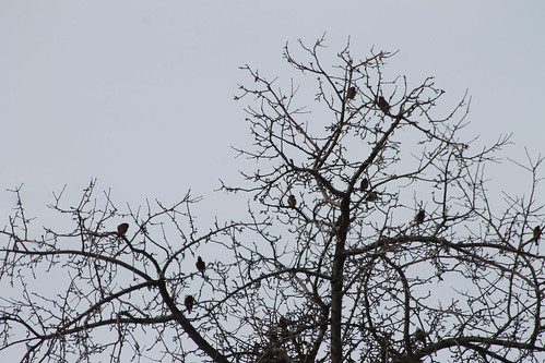 birds graycrownedrosyfinch leucostictetephrocotis birdsofwashington washingtonbirds