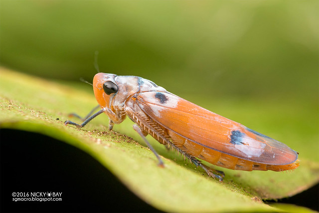 Leafhopper (Cicadellidae) - DSC_6534