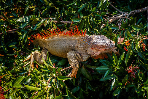 costarica iguana sancarlos leguan centroamérica iguanaiguana iguanacomún muellesancarlos