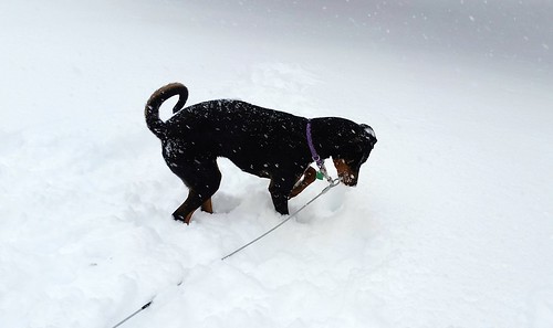 Doberman puppy loves the snow, winter snow storm, new England, dogs in snow #LapdogCreations