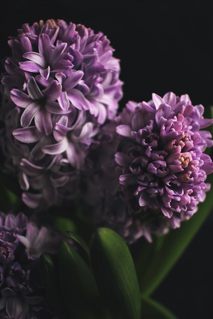IMG_3572ed, The Curly Head, thecurlyhead, amelie, spring, hycinthus, hyazinthen, shoot, dark background, blog, photography, still life, flower, flowers