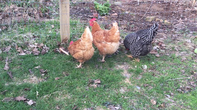 The Girls sense that spring has almost sprung.