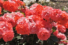 Marmalade Skies Roses at Bravo Lake Botanical Garden in Woodlake