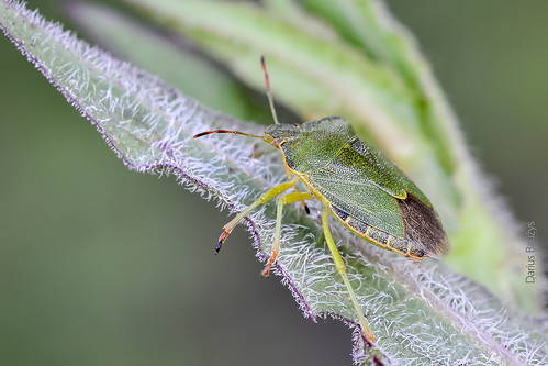macro green nature animal bug insect close shield shieldbug pentatomidae prasina palomena medinė blakė skydblakė