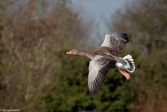 Greylag in flight