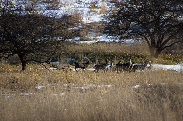 鹿の群れ