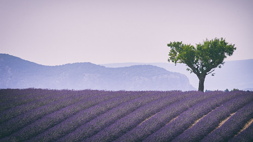 travel flowers france tree nature field landscape europe purple lavender farmland provence