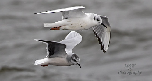 gull birding flight explored