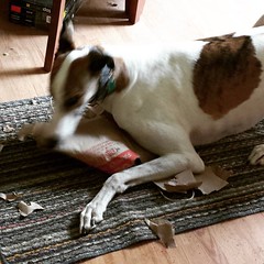 DIE EVIL PAPER BAG! DIE DIE DIE!!! #Cane #DogsOfInstagram #greyhound