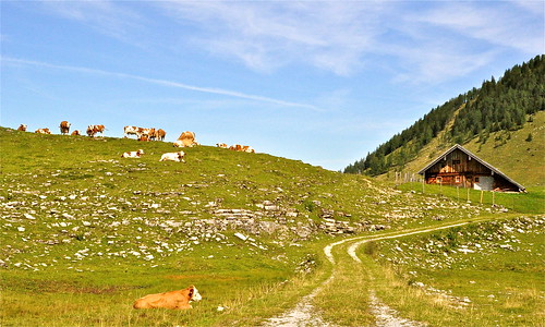 berg austria österreich alm kühe trattberg nikond5000