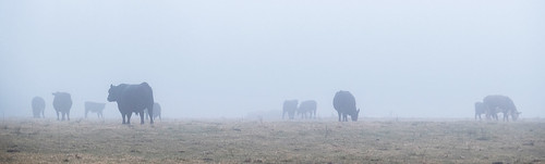fog cow cattle cows farm bull gretna fujifilm xt1 bobbell pittsylvania