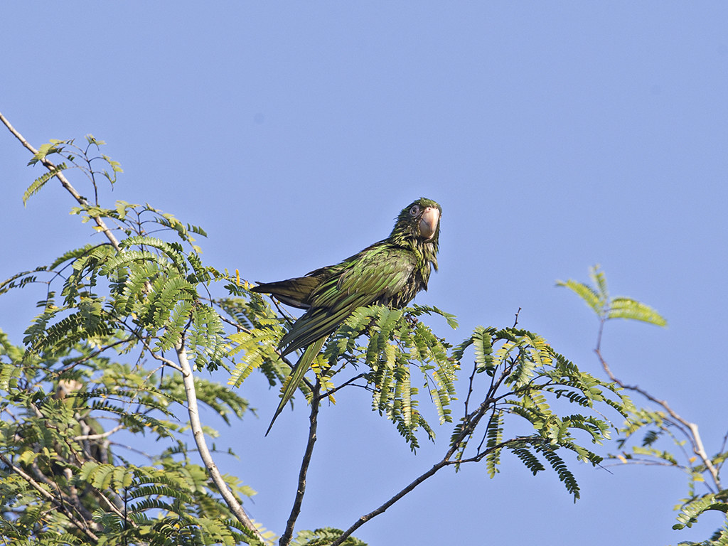 Cuban Parakeet   endemic to Cuba