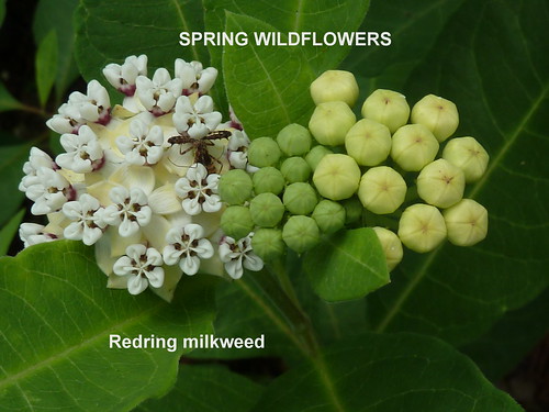 white april milkweedredring