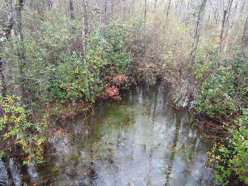 usa florida georgia waycross okefenokee okefenokeeswamp water creek stream swamp rain