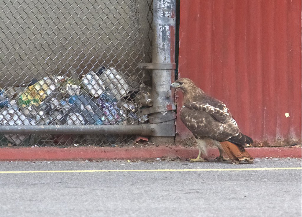 Lower East Side hawk