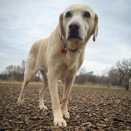 Daisy poses at the dog park. Hard to believe it is March 2016.