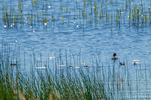 lake ducks breeding chicks waterfowl levanger commongoldeneye bucephalaclangula kvinand nordtrønderlag hekking hammervatnet fugleturjuni2015