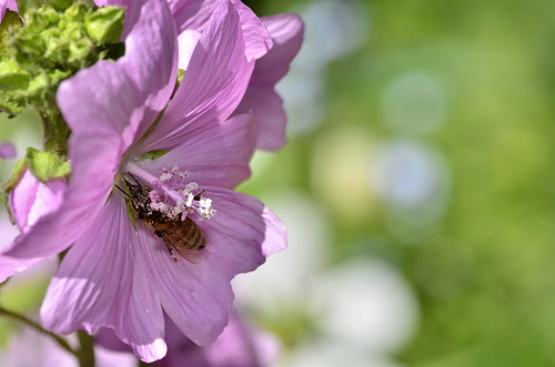 pink newzealand macro green gimp canterbury bee honeybee macrophotography tokinaaf100mmf28macro d7000