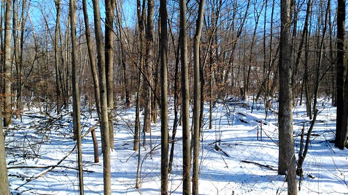 winter woodland