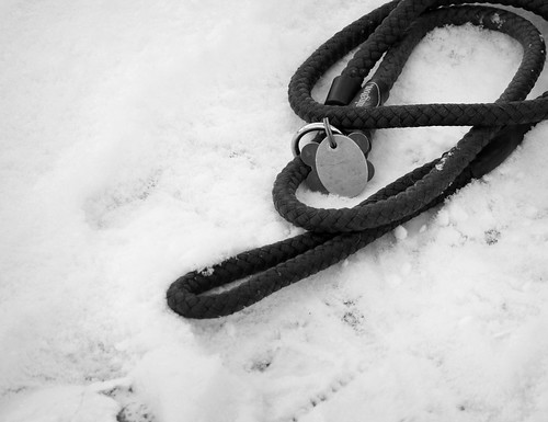 dog snow cold leash