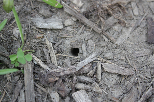 small hole in a the dirt/woodchips